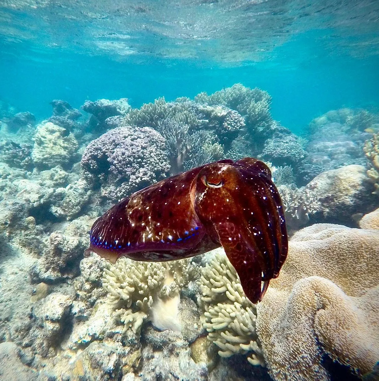 Great Barrier Reef Tour