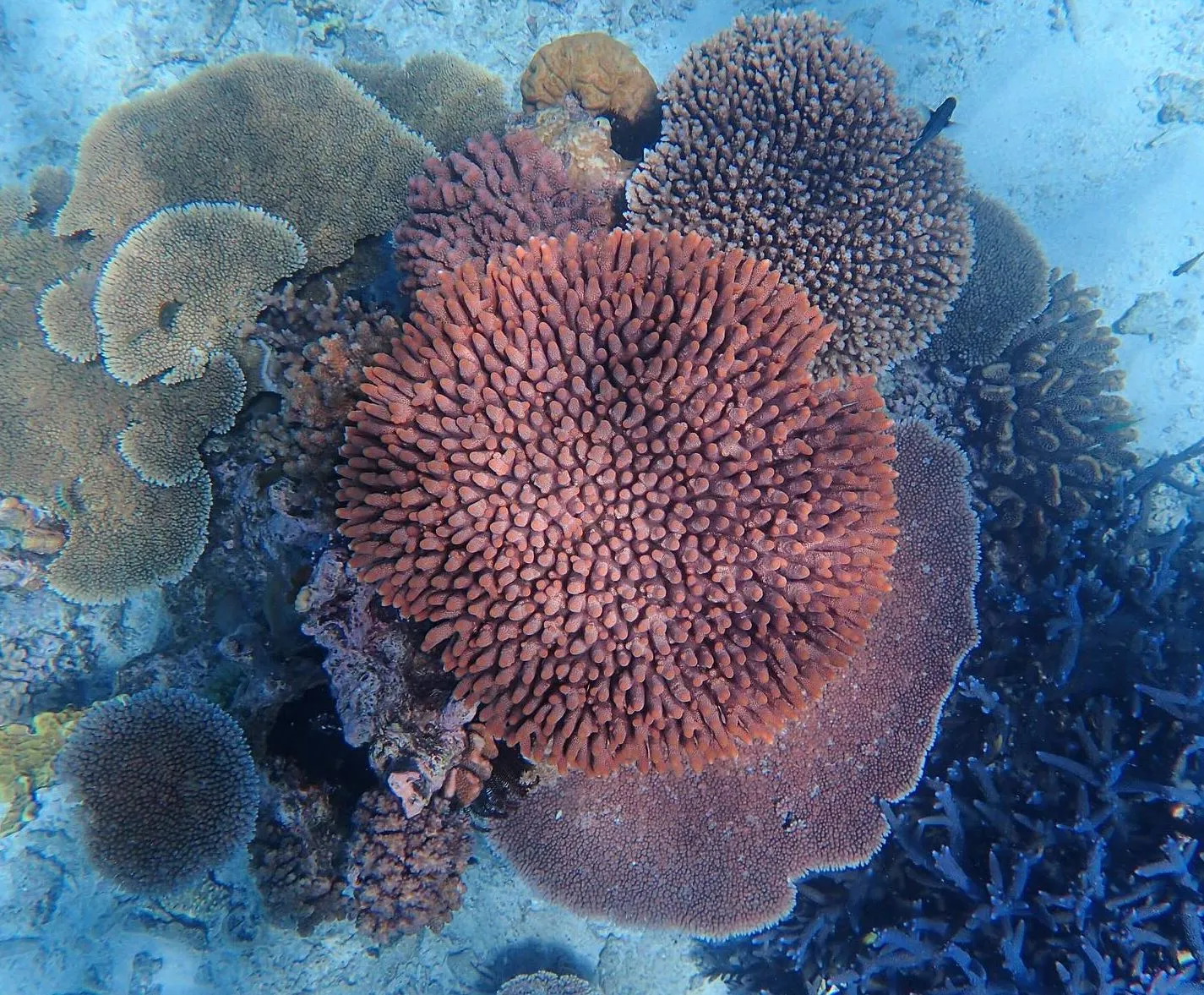 How To Pick A Reef That Still Glows With Colour