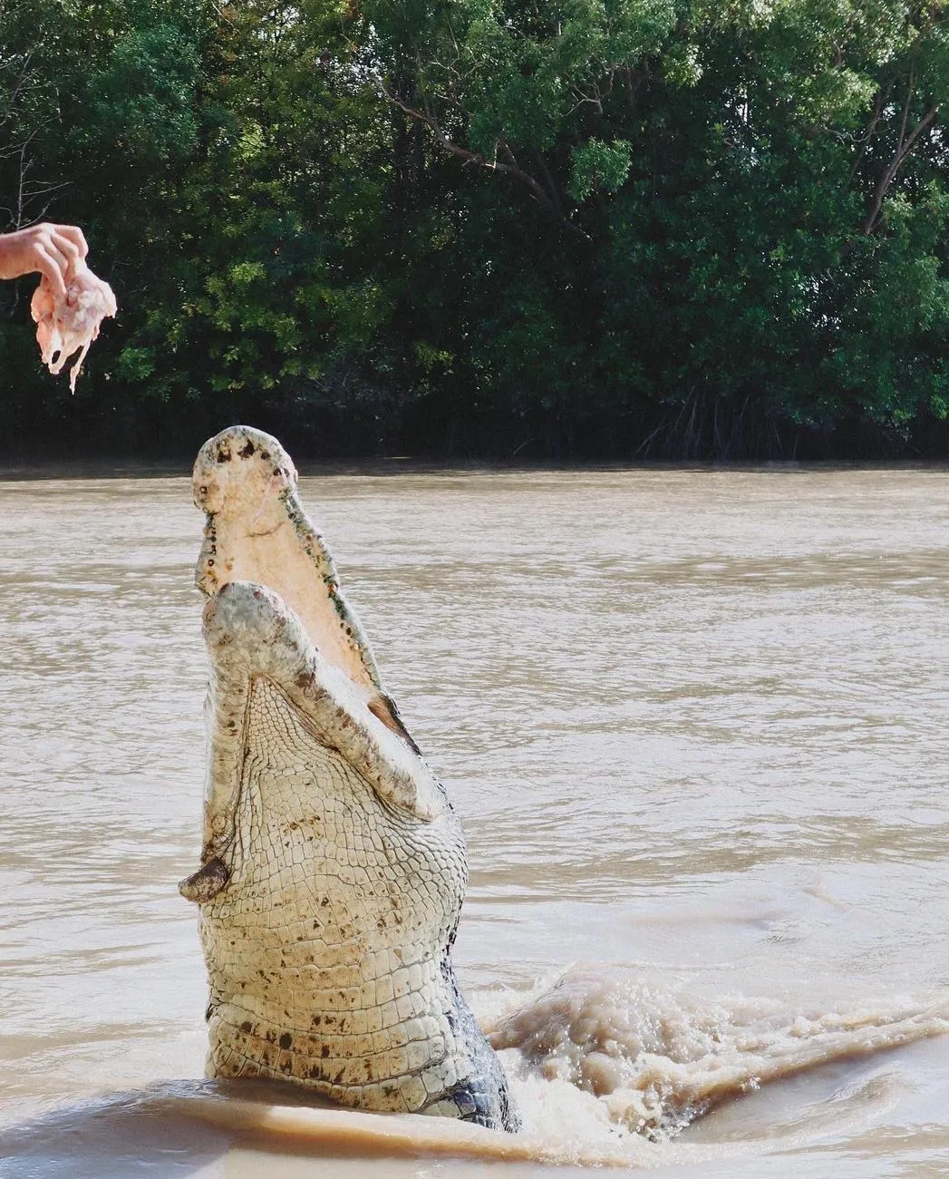 Supa Society | Will I See Brutus or Dominator on Jumping Crocodile Cruises? Jumping Crocodile Cruise