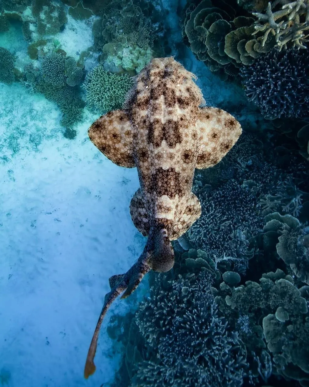 Lady Elliot Island, Coral Carpet Without The Crowds