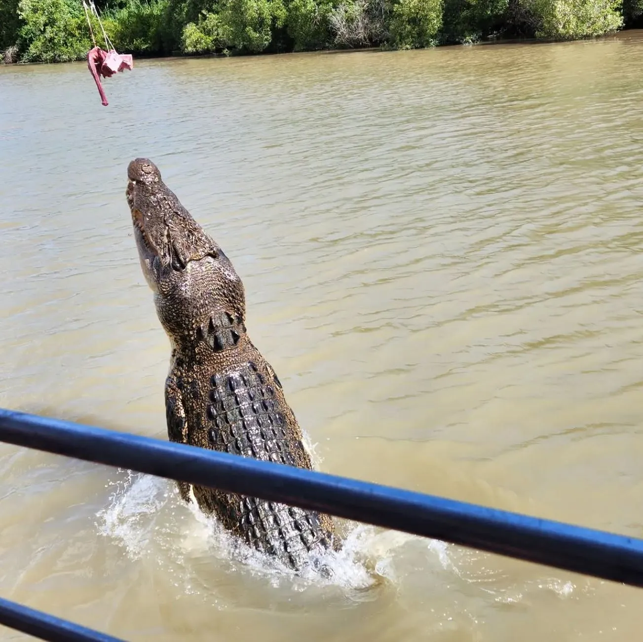 Supa Society | Will I See Brutus or Dominator on Jumping Crocodile Cruises? Staying Croc-Wise, Safety Before Selfies
