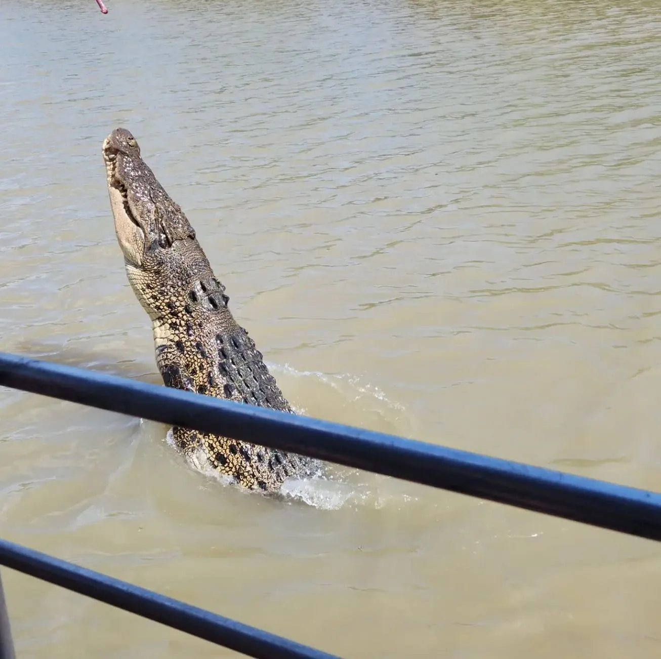 Supa Society | Will I See Brutus or Dominator on Jumping Crocodile Cruises? The Ethics Behind the Jump