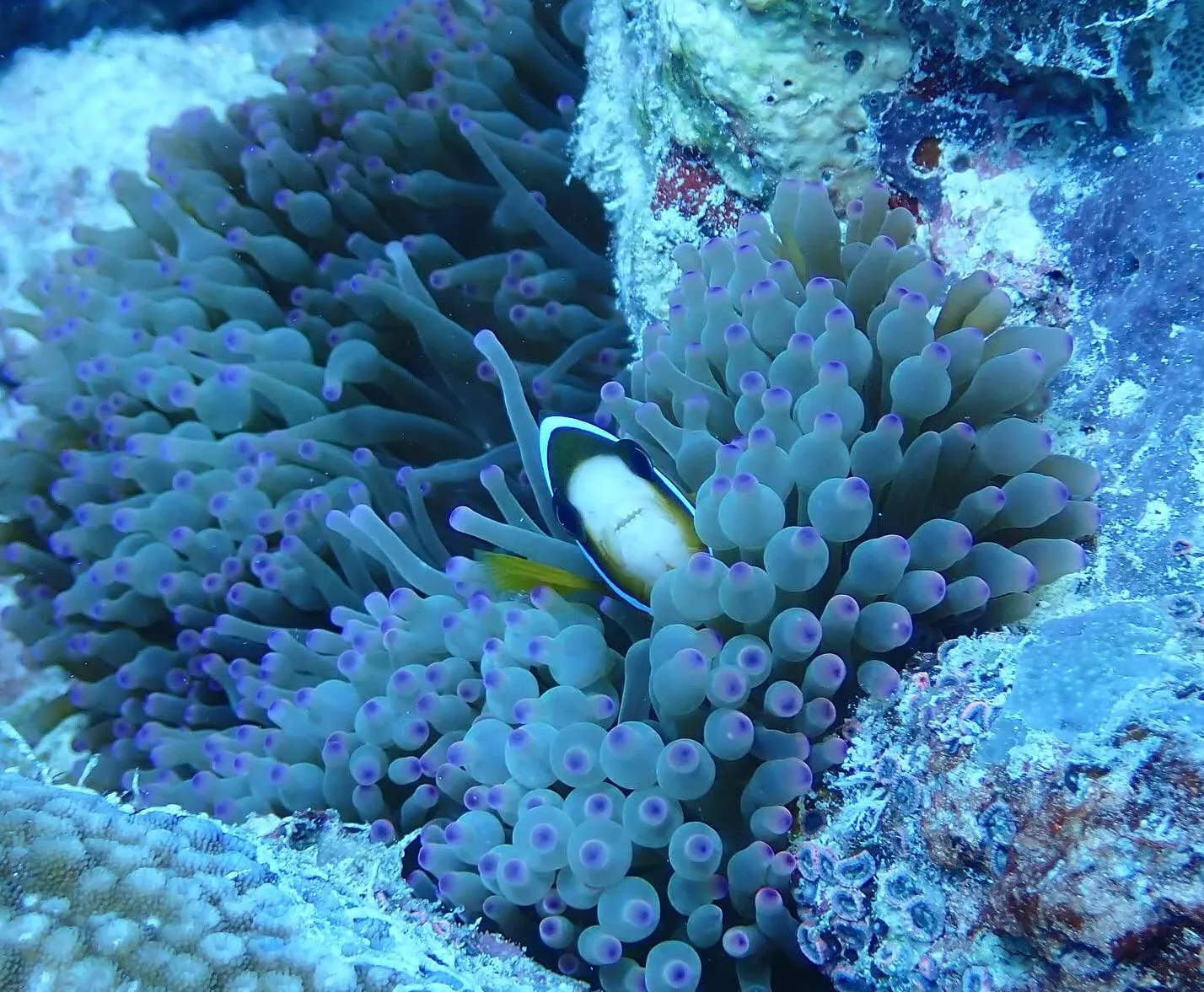 Tracking Colour Through Seasons And Sea Conditions