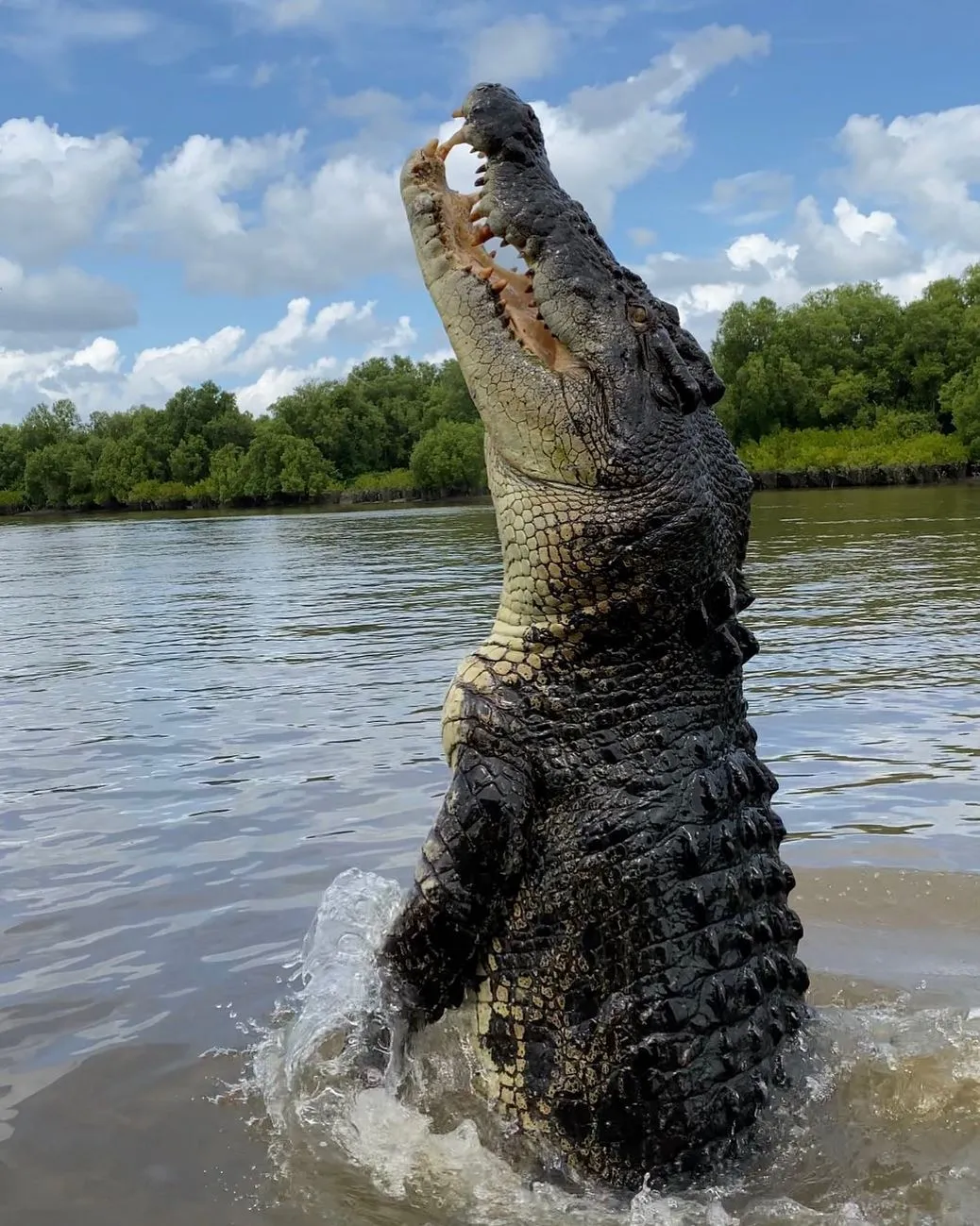 Supa Society | Will I See Brutus or Dominator on Jumping Crocodile Cruises? What You’ll Experience On Board