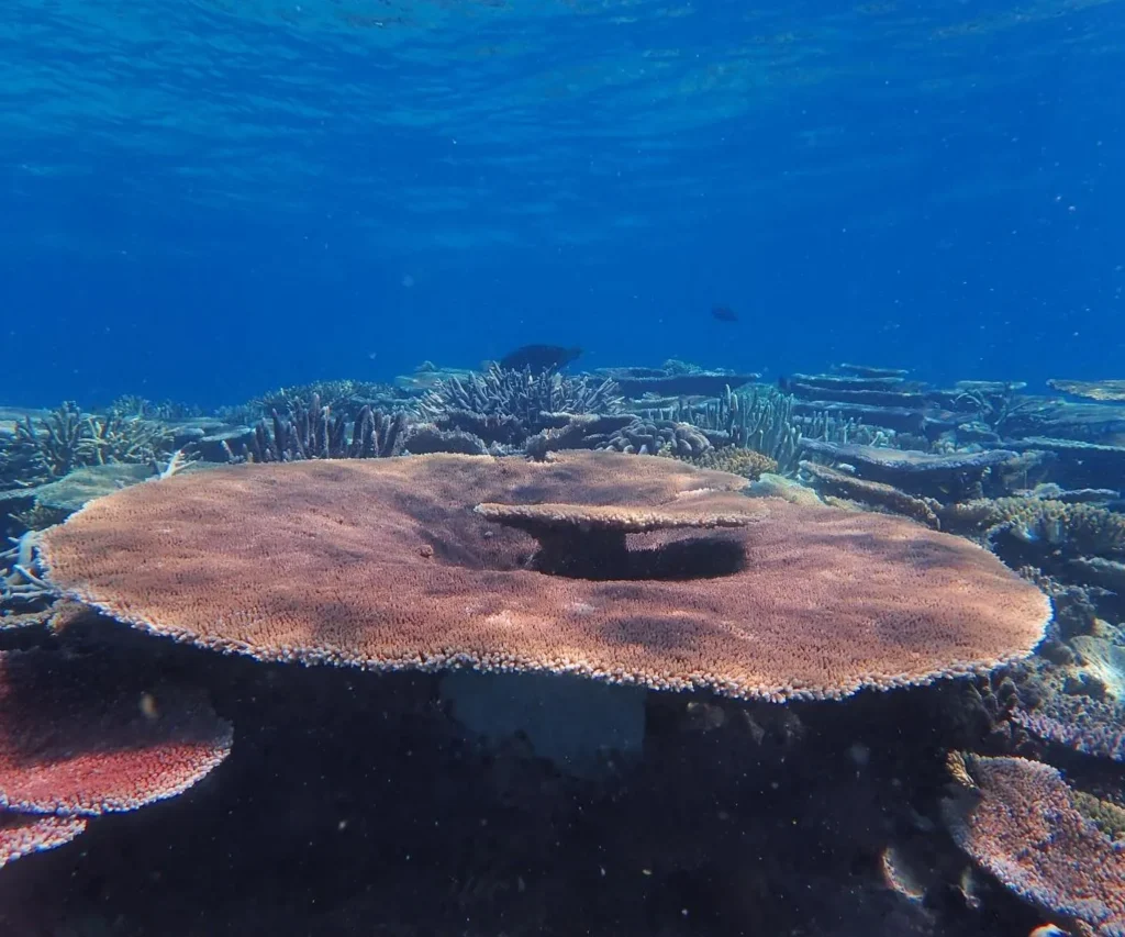 Where to Find the Brightest Coral Gardens