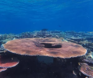 Where to Find the Brightest Coral Gardens