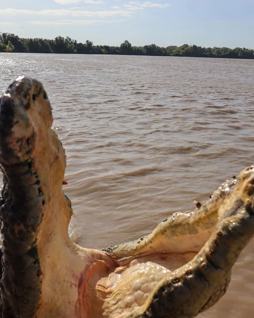 Supa Society | Will I See Brutus or Dominator on Jumping Crocodile Cruises? Why Saltwater Crocodiles Leap Like Birds