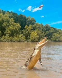 Will I See Brutus or Dominator on Jumping Crocodile Cruises