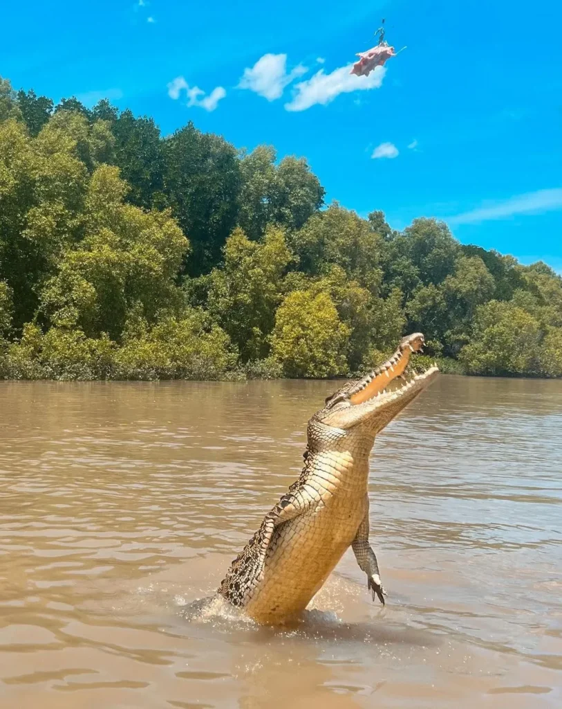 Will I See Brutus or Dominator on Jumping Crocodile Cruises